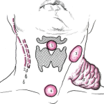 ����������� �������: �������� � �������